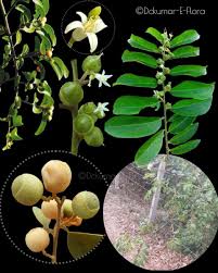 Image result for Olacaceae