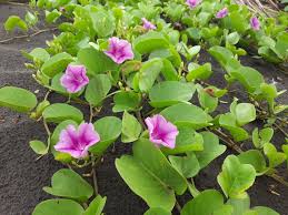 Image result for Ipomoea sinensis