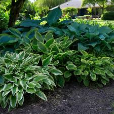 Hostas In Florida | Miss Smarty Plants