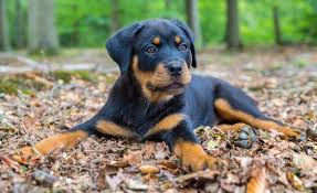 Browse 2,877 rottweiler stock photos and images available or search for rottweiler puppy or rottweiler isolated to find more great stock photos and pictures. How Much To Feed Rottweiler Puppy 4 Week 6 Week 8 Week