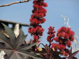 Inzwischen wird rizinus in allen tropischen l�ndern zur gewinnung von rizinus�l angebaut. Rizinus Ricinus Communis