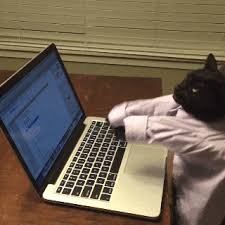 Typing cat funny cat video. Download Cat Furiously Typing Gif Png Gif Base