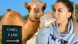 The milk powder can be supplied in jars or bags of 420 grams, of which about 21 glasses of camel milk can be extracted from. Camel Milk In Jaipur Camel Milk Dealers Traders In Jaipur Rajasthan