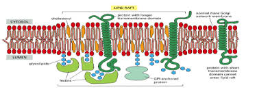 Lipid Rafts Google Search Rafting Lectins Cholesterol