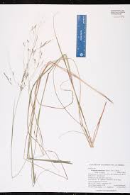 Image result for Eragrostis atrovirens