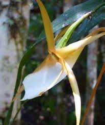 Image result for Habenaria livingstoniana