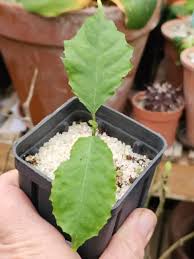 Image result for Dorstenia psilurus