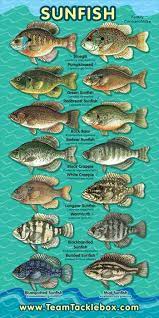 Dark opercular flap with red to orange margin color. Fish Id Sunfish Fish Chart Fishing Tips Crappie Fishing