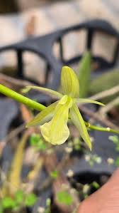 Image result for Solenangis conica