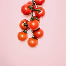 The growing season and with climatic alteration, tomato plants in this region will be issued to enhanced. How To Successfully Grow Tomatoes In Hot Climates