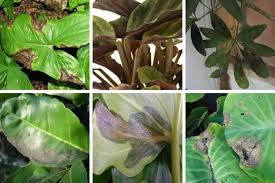 Not like the pot can't the solutions to remove skin marks and black pot on skin is by using home remedies like lemon juice,buttermilk,oats or almonds where you apply on the spots. 5 Causes Of Black Spots On Houseplant Leaves And Solutions Smart Garden Guide