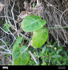 Image result for Cynanchum obtusifolium