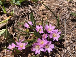 Image result for Pavetta pygmaea