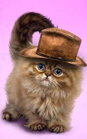 Pin By Trannhung On Cats In Art Fluffy Cat Cute Cats Cute Cats And Kittens
