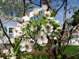 Babys Breath Flower Odor Best Flower Wallpaper