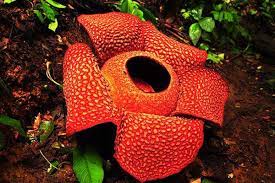 Buah rafflesia arnoldii berbentuk bulat dan berdiameter sekitar 12 sampai 15 cm. Wah Bunga Bangkai Terbesar Di Dunia Diprediksi Mekar Di Sumbar Kabar24 Bisnis Com