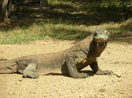 Gambar flora dan fauna di ntt. Flora Fauna Nusatenggaratimoer