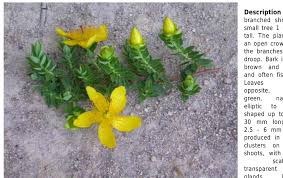 Image result for Dissotis ruandensis