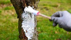A feathered tree has branches from the bottom of the trunk all the way up. Why In Greece People Paint Their Tree Trunks White Corfu Walking Tours