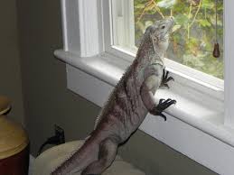 He lives in rio de janeiro, brasil. Do Not Buy An Iguana They Make Bad Pets Chris And Ash Discussions Of Exotic Species And Average House Cats