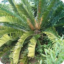 Image result for Cyathula natalensis