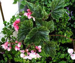 Shrub Like Begonias Begonia Shrubs Plants
