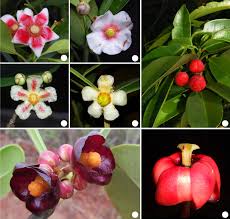 Image result for Clusiaceae