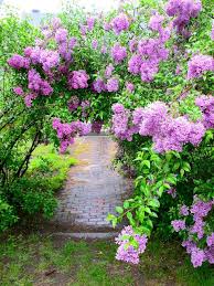 Loving Lilacs Lilac Gardening Beautiful Gardens Gorgeous Gardens
