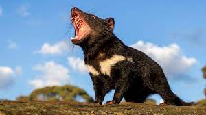 Los demonios de tasmania son solitarios animales y son nocturno. El Demonio De Tasmania Vuelve A Australia 3 000 Anos Despues De Extinguirse Noticias Ambientales