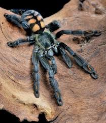 Black And White Jumping Spider Texas Psalmopoeus Irminia Pet Spider Spider Arachnids Spiders