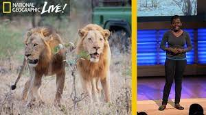We did not find results for: Rare Black Maned Ethiopian Lion Caught On Video