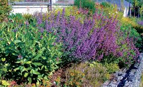 Gestalte deinen garten pflegeleicht und übersichtlich. Pflegeleichter Garten Selbst De