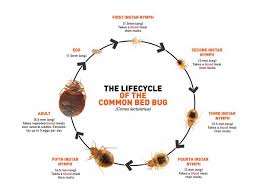 Bed Bug Biology And Human Health Significance