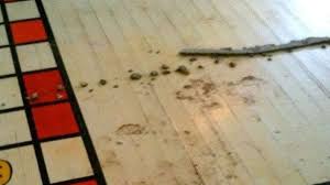 Ein rasenteppich ideal geeignet für hockey spielfelder und dekorationszwecke, sportliche aktivitäten. Hausbewohner Findet Uberraschendes Unter Seinem Teppich Wohnen