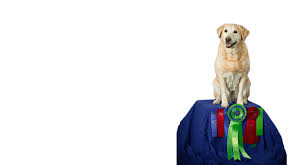 Most labrador retrievers are athletic; Sunfire Labradors