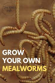 How To Grow Mealworms For Chickens Raising Mealworms At Home The Hen S Loft Meal Worms Raising Meal Worms For Chickens Meal Worms