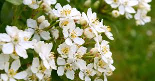 On jul 17, 2011, kitte from san francisco, ca wrote: Growing Mexican Orange Blossom Learn Choisya Ternata Care