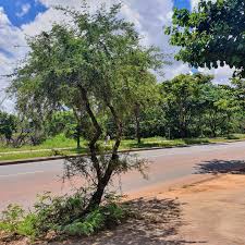 Image result for Mimosa scabrella