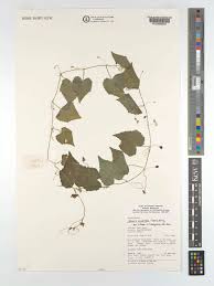 Image result for Kedrostis abdallai