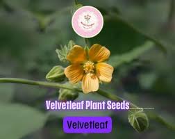 Image result for Abutilon sonneratianum
