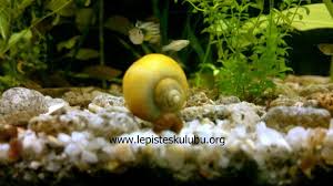 Lepistes Kulubu Elma Salyangozu Pomacea Bridgesii