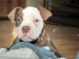 How could any resist this kind of puppy fun?!🤣🤎