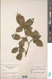 Image result for Gardenia transvenulosa