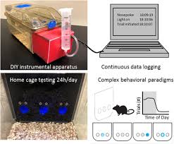 ☛enjoy me turning a slightly unpleasant cage into a fun, aesthetic, bin cage upgrade! Diy Namic Behavior A High Throughput Method To Measure Complex Phenotypes In The Homecage Eneuro