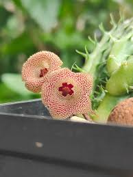 Image result for Huernia volkartii