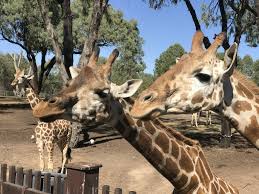 If you're a taronga zoo friend in sydney then your pass is valid for in dubbo too. Tarogona Western Plains Zoo Dubbo Will Thrill The Kids