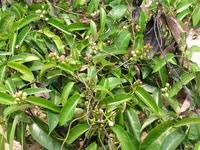 Image result for Parquetina calophylla