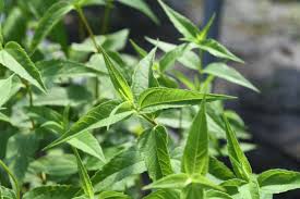 Image result for Distephanus divaricatus