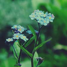 Maybe you would like to learn more about one of these? Forget Me Not Flower Meaning Origins And Other Interesting Facts