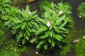 Image result for Limnophila crassifolia